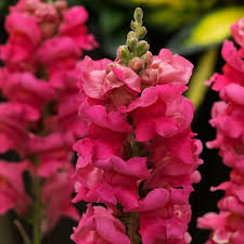 Image result for Antirrhinum majus