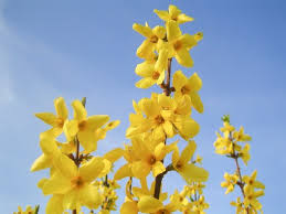 Attēlu rezultāti vaicājumam “Forsythia”