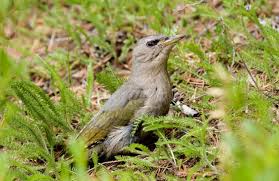 Attēlu rezultāti vaicājumam “Picus canus female”