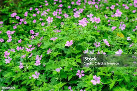 Attēlu rezultāti vaicājumam “Geranium pratense leaf”
