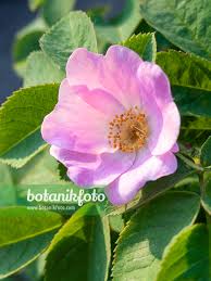 Attēlu rezultāti vaicājumam “Rosa villosa”