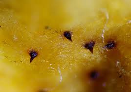 Attēlu rezultāti vaicājumam “Gymnosporangium cornutum”