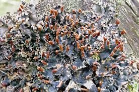 Attēlu rezultāti vaicājumam “Peltigera polydactylon”