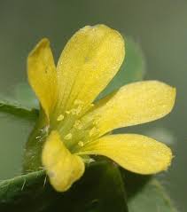 Attēlu rezultāti vaicājumam “Oxalis corniculata fruit”