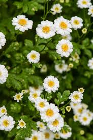 Image result for Tanacetum parthenium