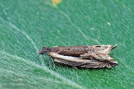 Attēlu rezultāti vaicājumam “Ancylis apicella”