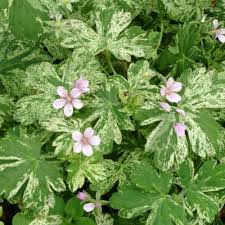 Attēlu rezultāti vaicājumam “Geranium bohemicum leaf”