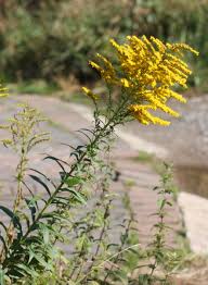 Attēlu rezultāti vaicājumam “Solidago canadensis flower”