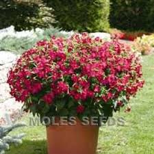 Image result for Nicotiana x sanderae `Perfume`F1