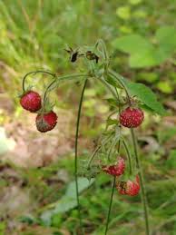 Attēlu rezultāti vaicājumam “Fragaria moschata leaf”