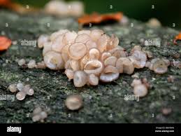 Attēlu rezultāti vaicājumam “Neobulgaria pura”