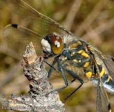 Attēlu rezultāti vaicājumam “Leucorrhinia rubicunda”