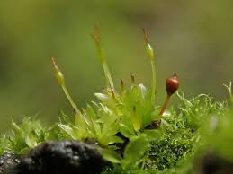 Attēlu rezultāti vaicājumam “Tortula lingulata macro”