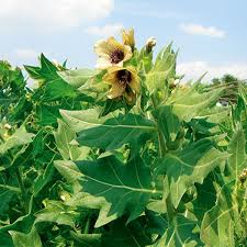 Image result for bilsenkraut