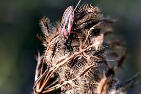 Attēlu rezultāti vaicājumam “Graphosoma lineatum imago”