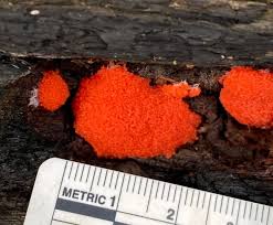 Attēlu rezultāti vaicājumam “Tubifera ferruginosa (subsp. ferruginosa)”