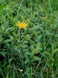 Attēlu rezultāti vaicājumam “Inula salicina flower”
