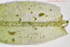 Attēlu rezultāti vaicājumam “Orthotrichum, Nyholmiella”