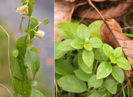 Attēlu rezultāti vaicājumam “Silene baccifera fruit”