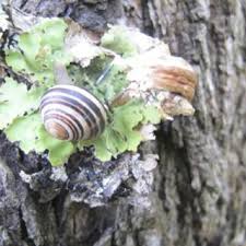 Attēlu rezultāti vaicājumam “Plectocarpon lichenum”