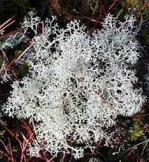 Attēlu rezultāti vaicājumam “Cladonia rangiferina”