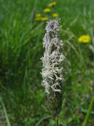 Attēlu rezultāti vaicājumam “Alopecurus pratensis fruit”