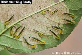 Attēlu rezultāti vaicājumam “Scardia boletella pupa”