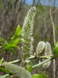 Attēlu rezultāti vaicājumam “Salix triandra fruit”