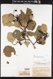 Attēlu rezultāti vaicājumam “Crataegus macracantha”