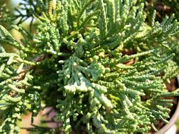 Attēlu rezultāti vaicājumam “Juniperus chinensis”