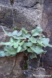 Attēlu rezultāti vaicājumam “Arcyria helvetica stalked”