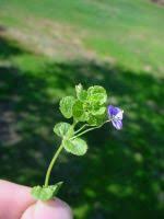 Attēlu rezultāti vaicājumam “Veronica filiformis bud”