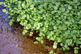 Image result for Brunnenkresse