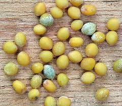 Attēlu rezultāti vaicājumam “Sinapis alba”