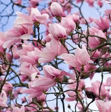 Attēlu rezultāti vaicājumam “Magnolia”