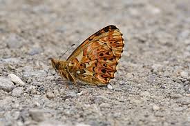 Attēlu rezultāti vaicājumam “Boloria titania underside”