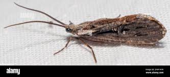 Attēlu rezultāti vaicājumam “Phryganeidae”