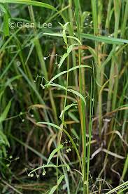 Attēlu rezultāti vaicājumam “Veronica scutellata fruit”