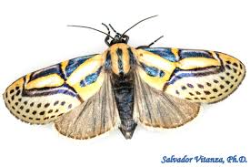 Attēlu rezultāti vaicājumam “Nolidae”