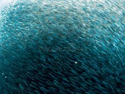 Image result for Blue Water Freediving School