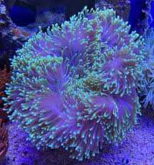 Image result for Anemonenarten