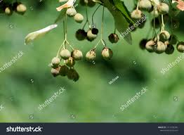 Attēlu rezultāti vaicājumam “Listera cordata fruit”