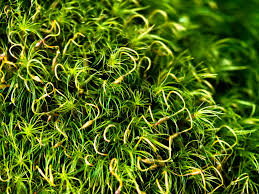 Attēlu rezultāti vaicājumam “Dicranodontium denudatum”