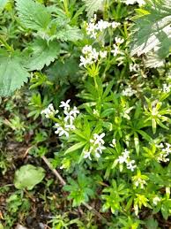 Attēlu rezultāti vaicājumam “Galium schultesii”