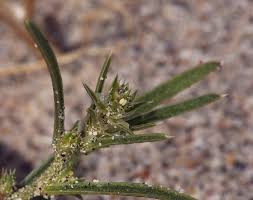 Attēlu rezultāti vaicājumam “Corispermum hyssopifolium”