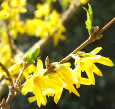 Attēlu rezultāti vaicājumam “Forsythia intermedia flower”