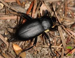 Attēlu rezultāti vaicājumam “Blaps mortisaga”