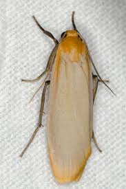 Attēlu rezultāti vaicājumam “Eilema depressa”