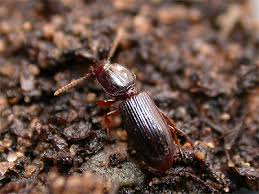 Attēlu rezultāti vaicājumam “Clivina fossor”