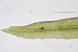 Attēlu rezultāti vaicājumam “Rhabdoweisia fugax”